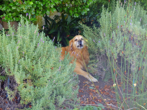 Pets at Wineries is always a good omen to me.